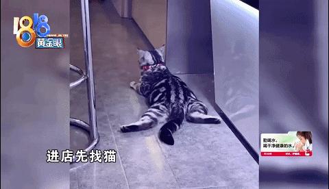 猫误闯高铁被拎走 网友 小碎步太可爱了叭哈哈哈 知乎