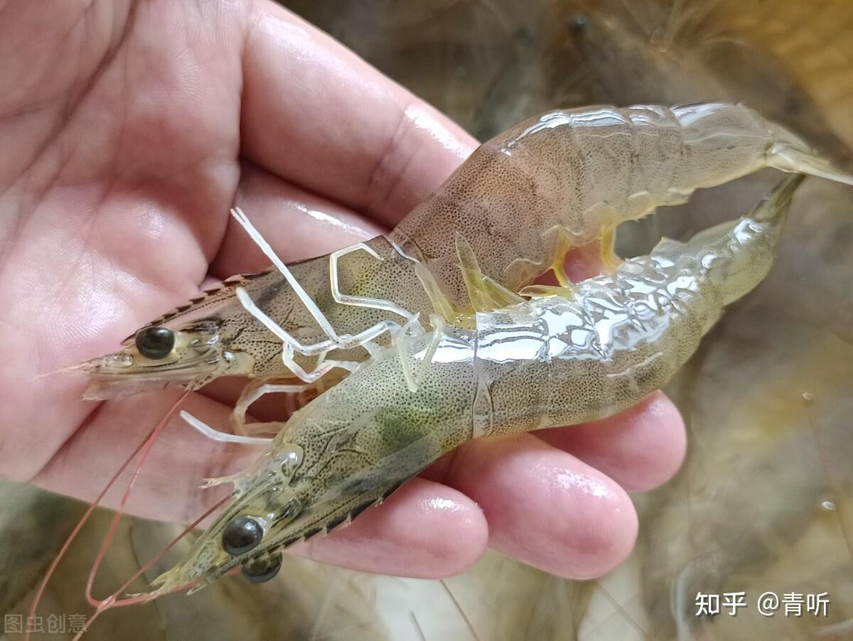 湖北华沃生态农业有限公司:对虾和基围虾的区别 - 知乎