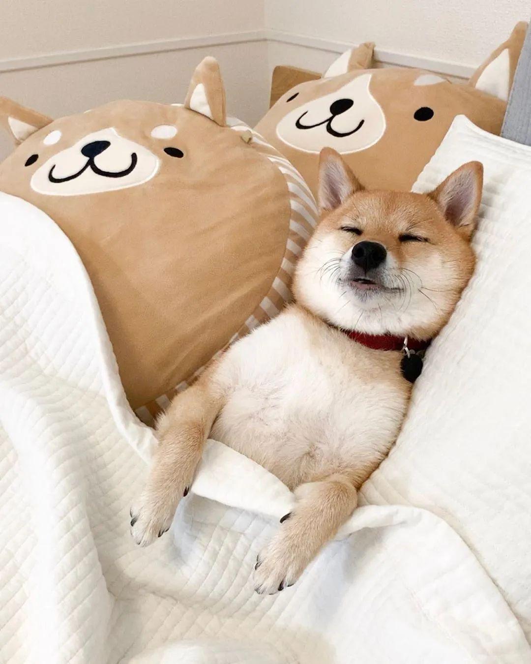 日本新晋睡神爆红ins还凭睡姿找到亲生哥哥网友滴睡认亲