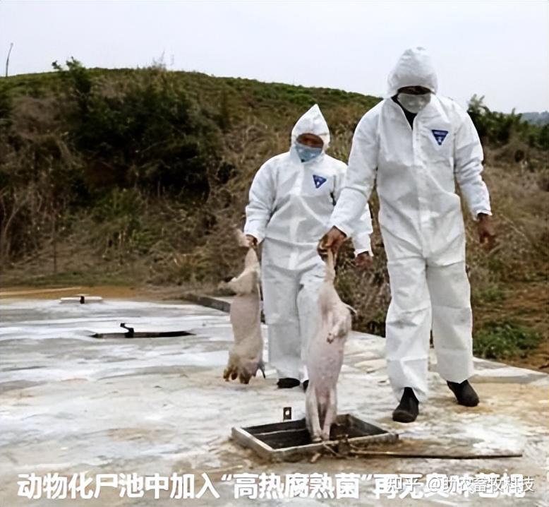 五,猪场病死猪处理(化尸池或填埋等)推荐产品——高热腐熟菌