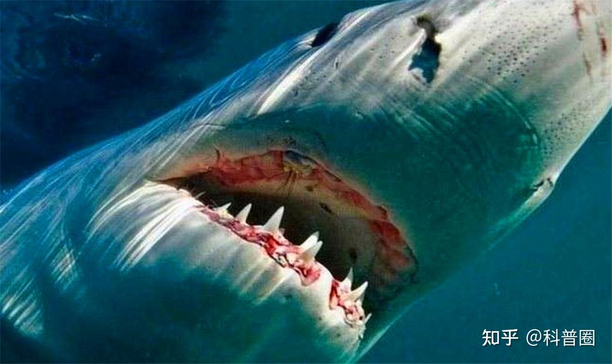 格陵兰鲨鱼,也被称为小头睡鲨,灰鲨,是一种生活在北冰洋,北大西洋及