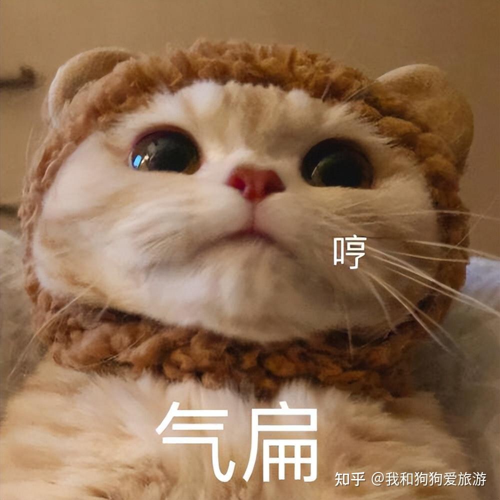 盘点那些爱生气的小猫咪每只都超可爱让人欲罢不能
