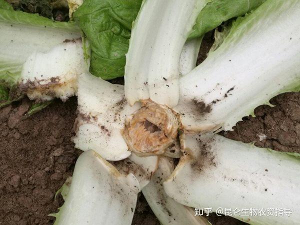 白菜軟腐病是真菌還是細菌白菜軟腐病用什麼藥灌根白菜施肥技術