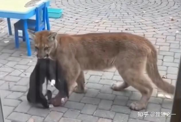 美国加州一只美洲狮收养了橘猫?真的假的?母狮倒是曾收养过花豹 - 知乎