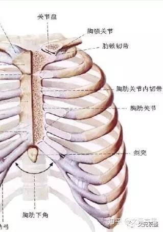 胸廓的运动形式与部分肌肉功能 上 知乎