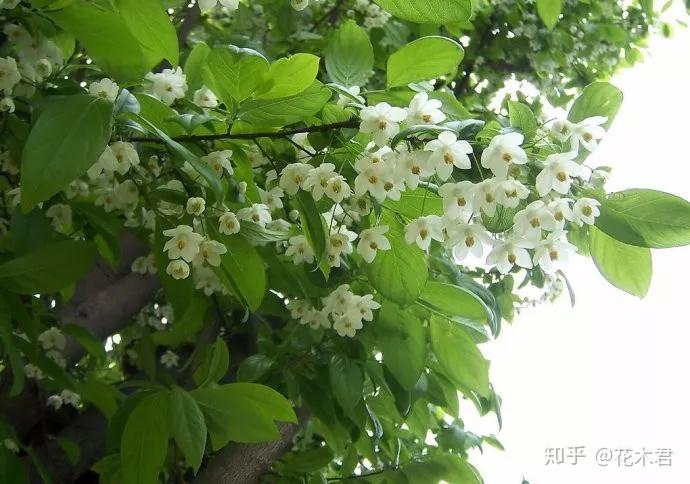 国家Ⅱ级保护濒危珍稀植物：秤锤树 - 知乎