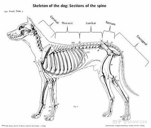 hemivertebrae(半椎骨)图1了解犬正常脊柱的解剖结构有助于了解这种