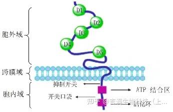 Cckit c-Kit靶点:老靶点,新潜力 - 知乎