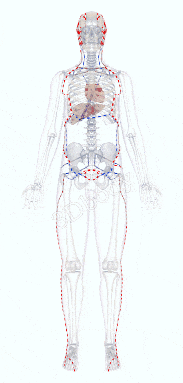 最新经络图(精美3d动态循行图,建议收藏)!