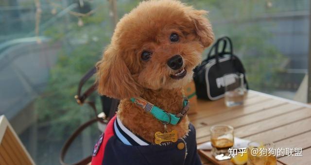 “泰迪犬”越喜欢一个人,就越喜欢对他做这些事 - 知乎