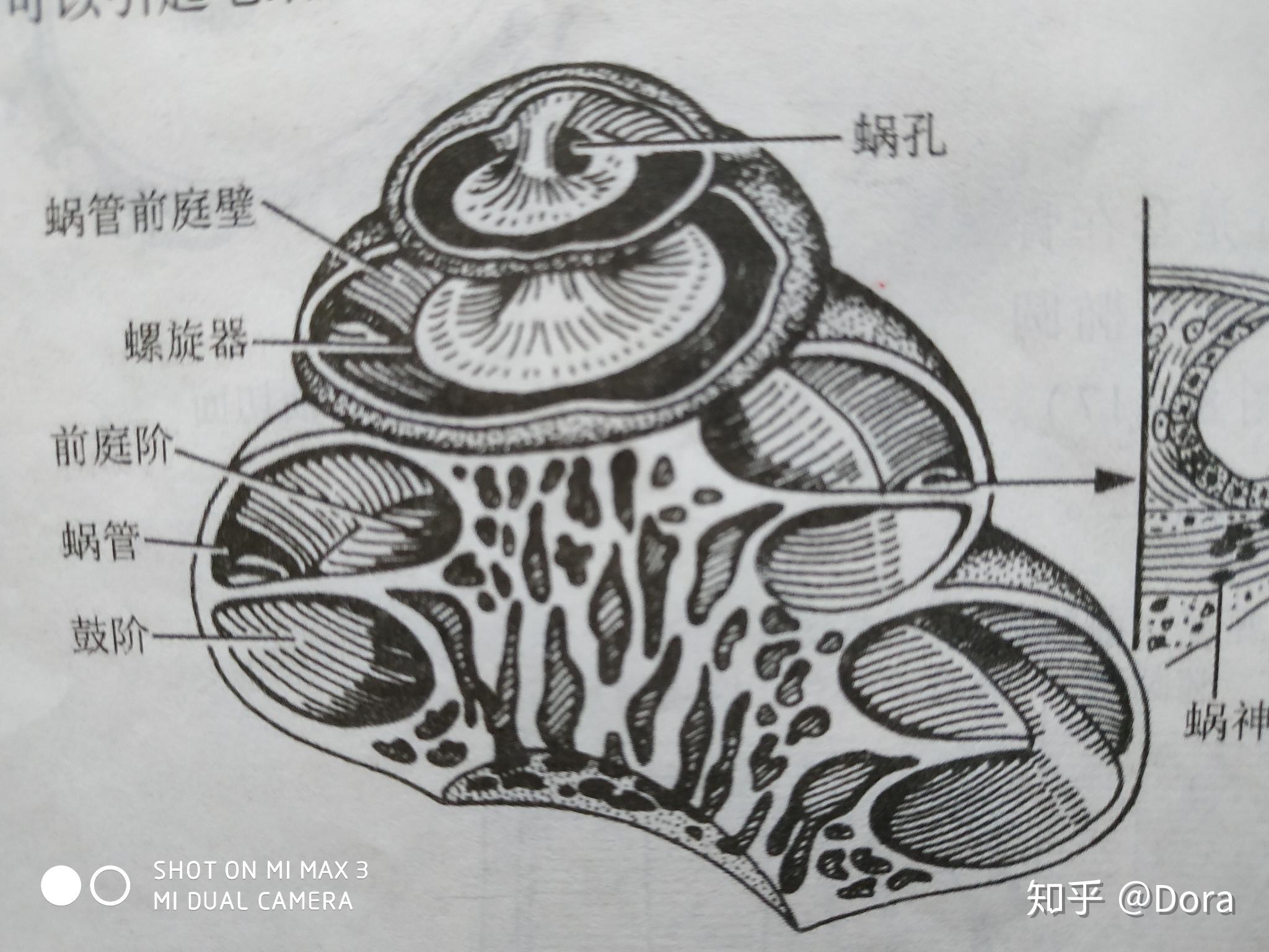 耳蜗位于前庭前方,是一卷曲的骨管.耳蜗的顶端称,蜗顶朝向前外方.