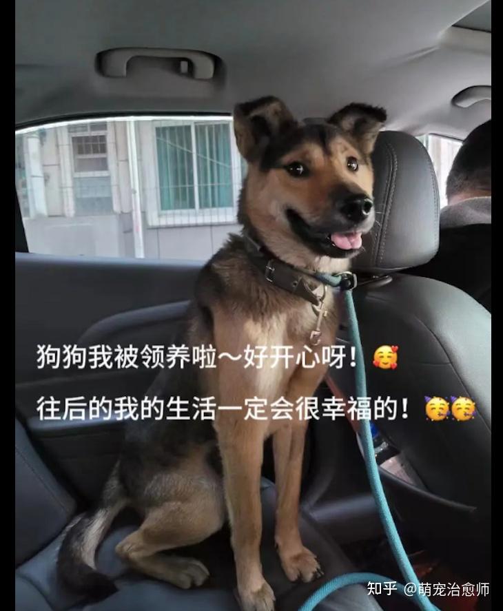 送走后领养人失联吞了捐款,小狗莫名死亡 - 知乎