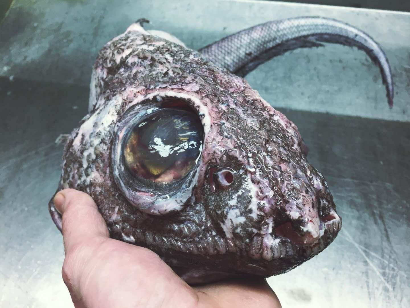 奇形怪状的海鱼图片