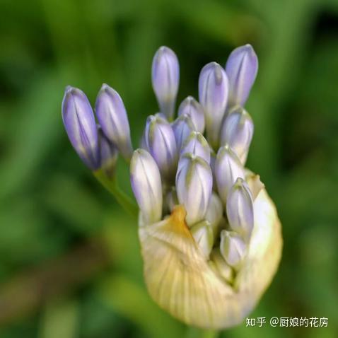 百子莲 冰清玉洁 浪漫唯美的爱之花 知乎