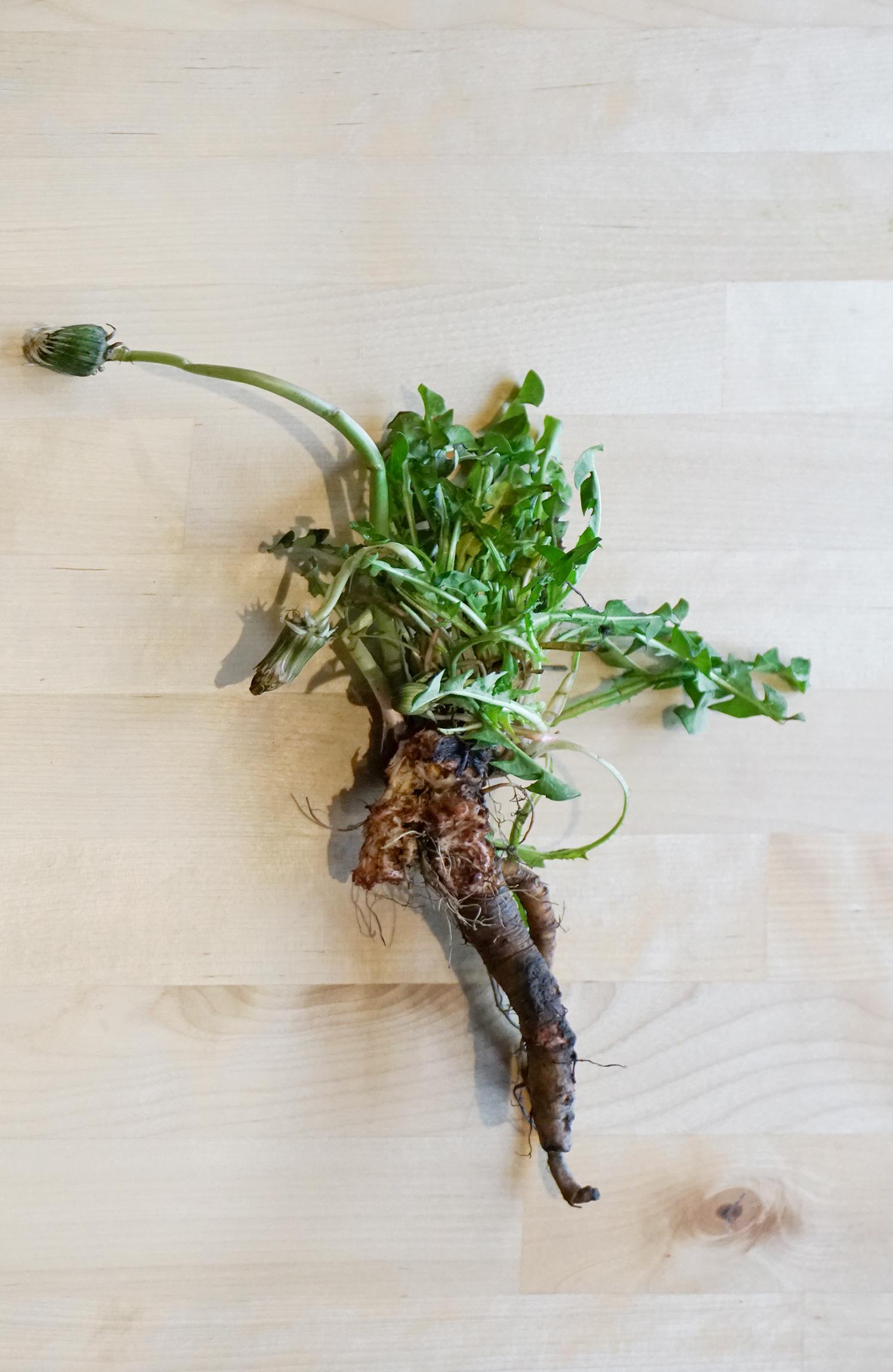 婆婆丁,灯笼草,姑姑英分类:菊科-舌状花亚科-菊苣族-菊苣亚族-蒲公英