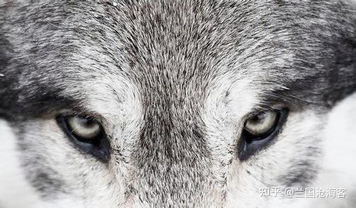 狼眼如果人的眼睛也倾斜的话,那就是奇人了.而蚕丛就是这样的奇人.