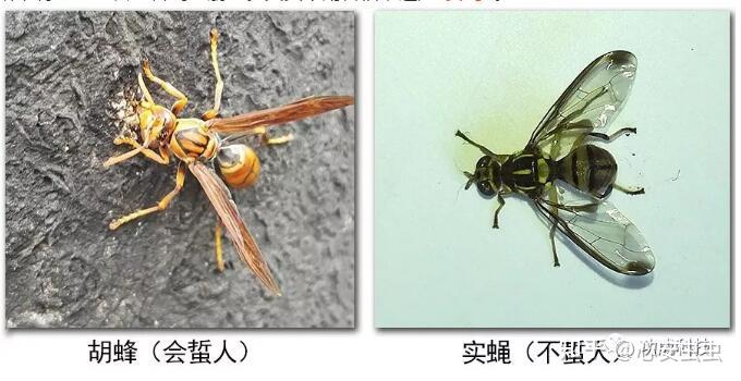 是蝇不是蜂，别被实蝇吓到了！ - 知乎