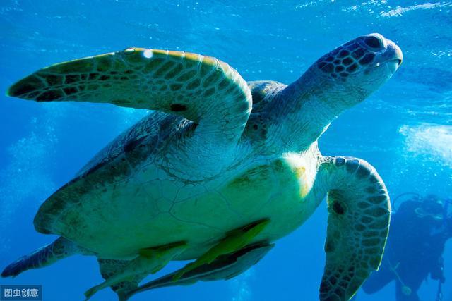 美洲的印第安人非常聪明他们使用一种猎鱼猎捕海龟鲨鱼