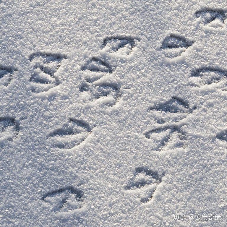 小鸭脚印图片 雪地图片