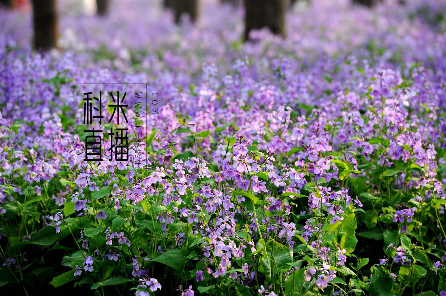 二月兰可以吃吗 知乎 二月兰可以吃吗 知乎