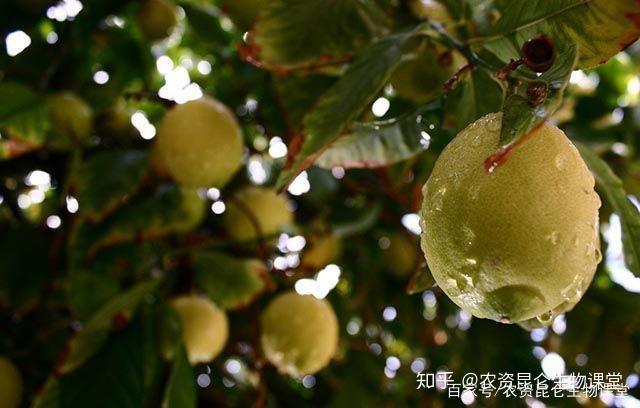 梨树根腐病的防治方法,根腐枯萎病用什么药,软腐烂根怎样处理! - 知乎