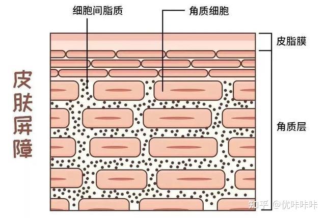 什么是皮肤屏障?