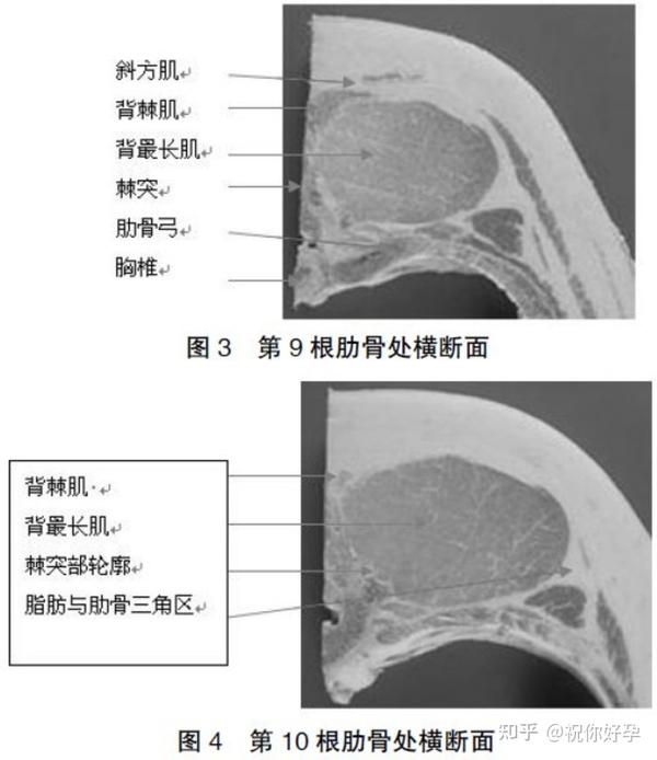 猪活体背膘厚、眼肌面积（B超）测定方法的研究 - 知乎