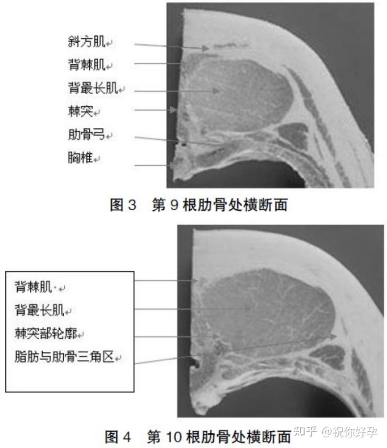 猪活体背膘厚、眼肌面积（B超）测定方法的研究 - 知乎