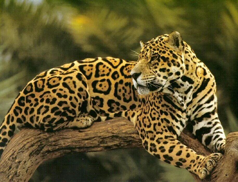 猫科动物专辑——美洲豹