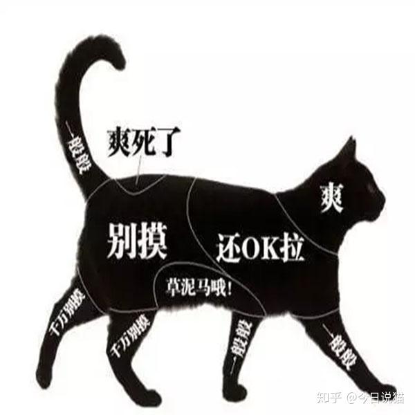 如何撸猫？你爽它也爽！ - 知乎