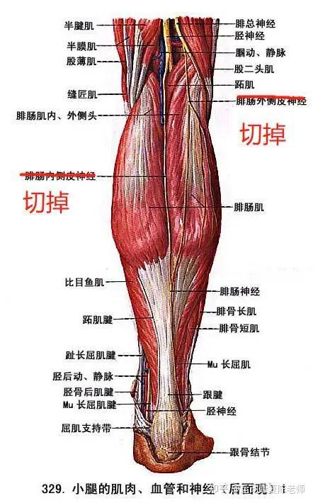 小腿的肌肉线条主要是由小腿后侧的腓肠肌和比目鱼肌来决定的,这两块