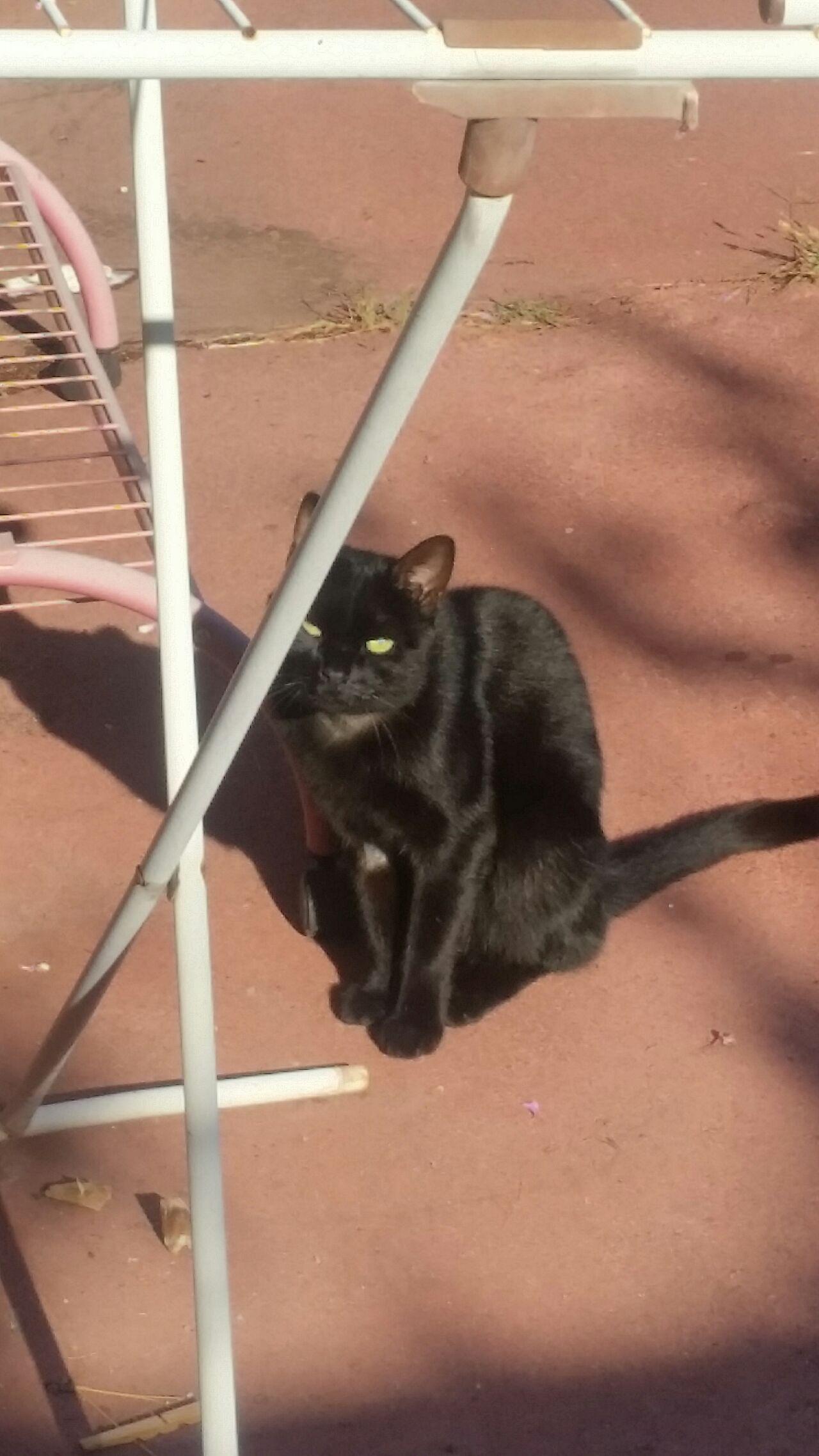 啥是黑猫 v2-e2ed262c2db1fed04db3941f2ea05ec3_r.jpg