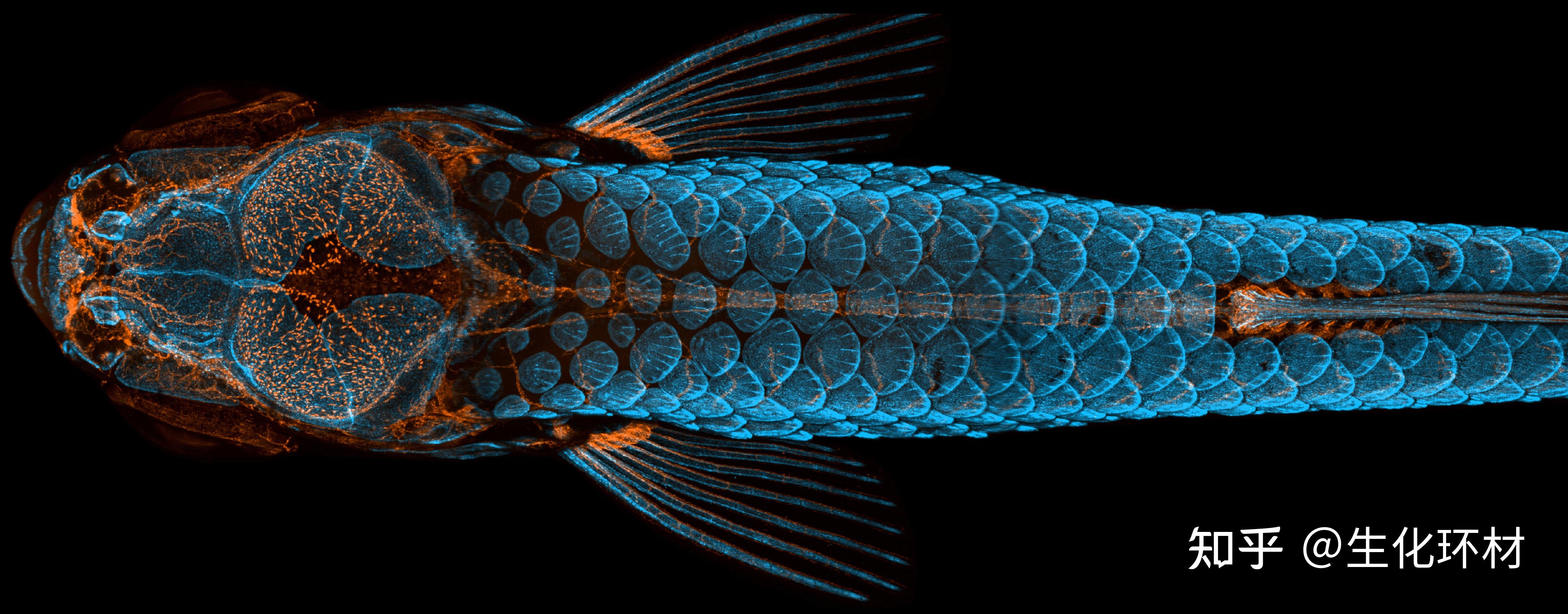 每周科学图片第1期共聚焦显微镜下的斑马鱼