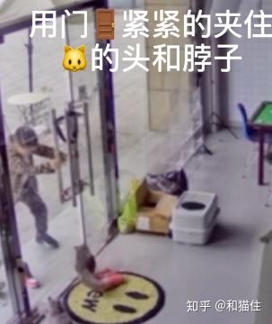 我国历年发生虐猫行为一览- 知乎