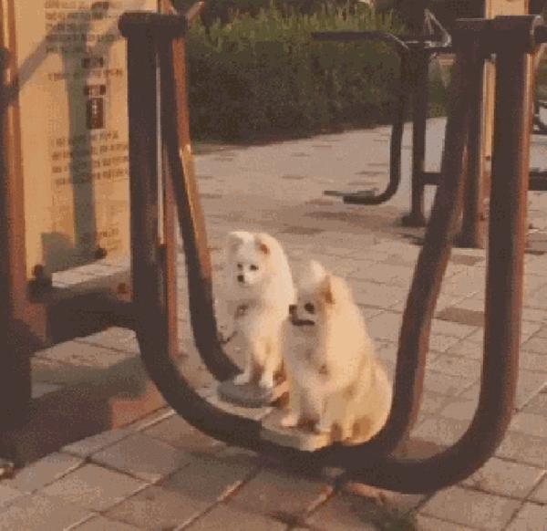 动图封面