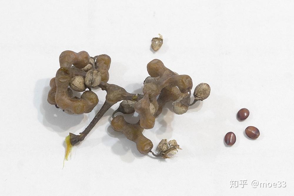 食物与植物｜拐枣 - 知乎