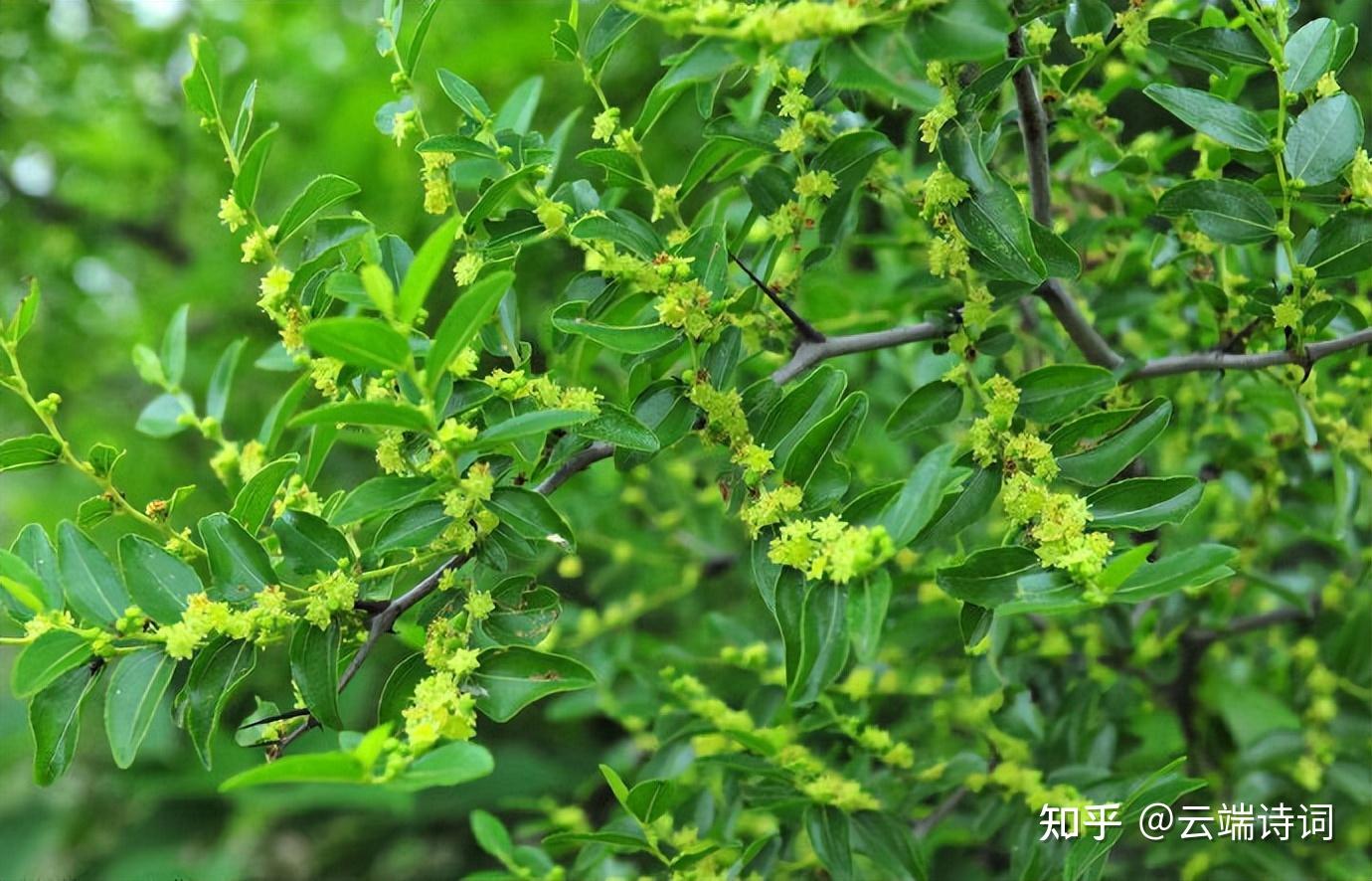 古诗词里的枣花香,千里帆樯明月夜,薰风吹送枣花香 - 知乎