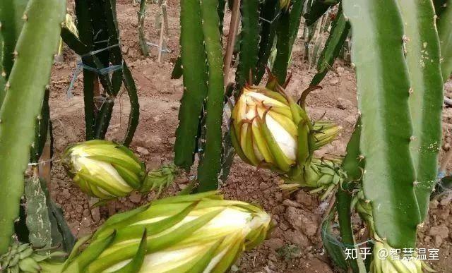 北方日光溫室火龍果種植技術