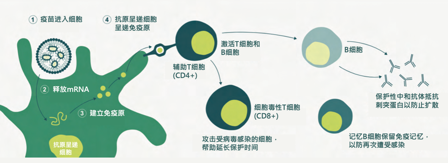 mrna疫苗的原理(图源:biontech)较灭活疫苗和腺病毒载体疫苗,mrna疫苗