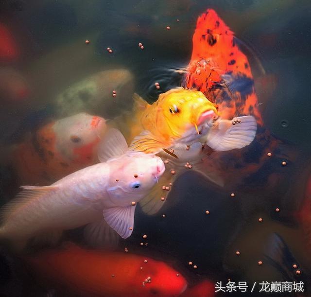 史上最全锦鲤鱼品种详细介绍,寓意鲤鱼跃龙门之志 - 知乎