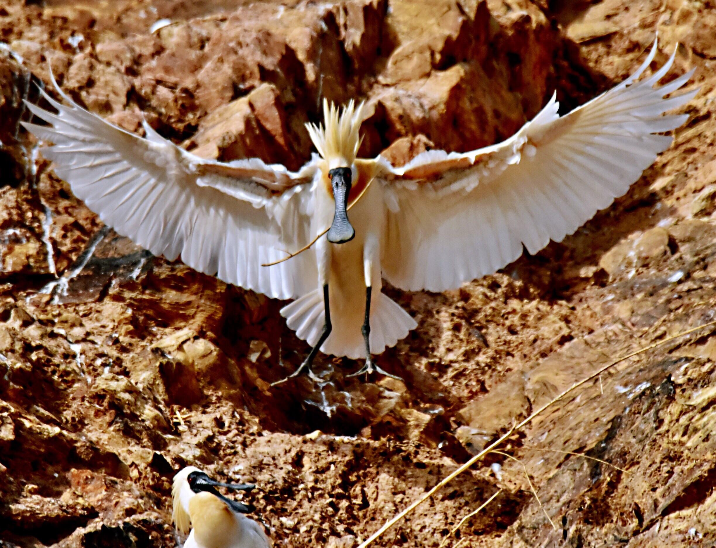 振羽飞舞姿曼妙