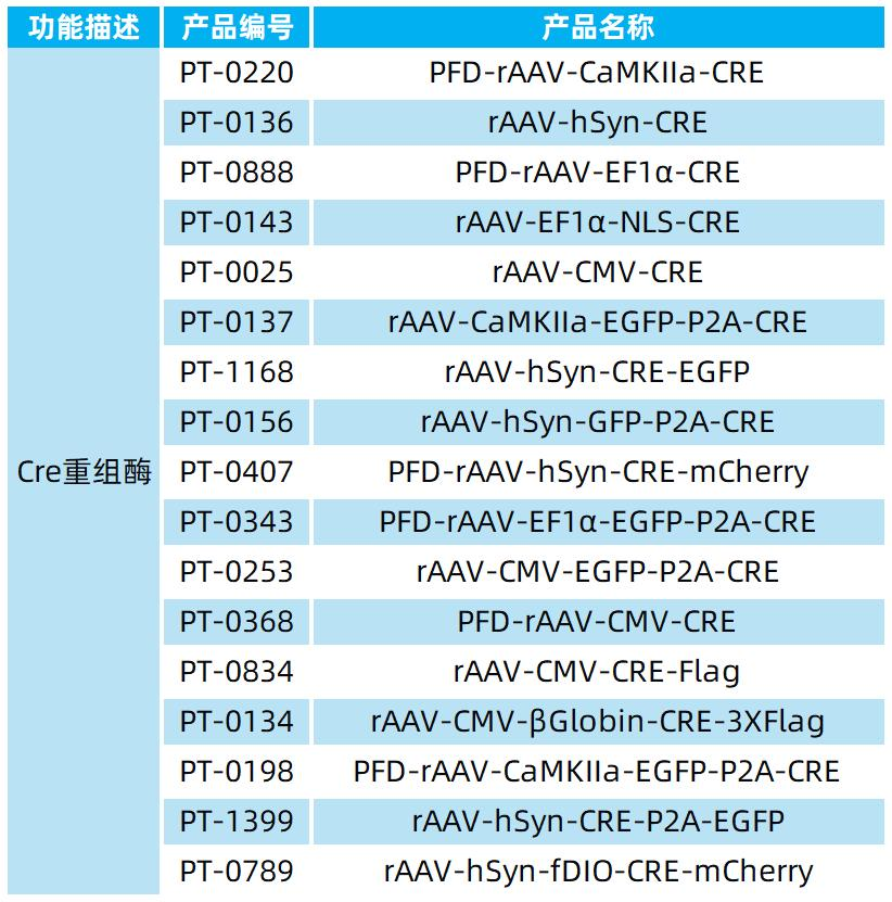 【新手指南】小白福音！一文带你迅速了解病毒工具中的Cre-LoxP系统 - 知乎