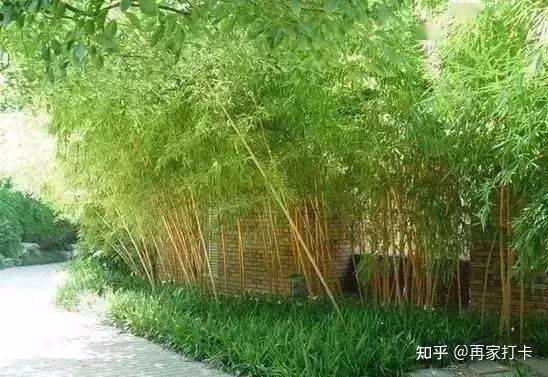 实心竹种植业，一亩能种800棵，每棵450元，年赚几十万！ - 知乎