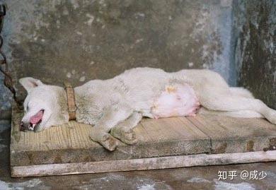 狗狗抽搐怎么办 知乎