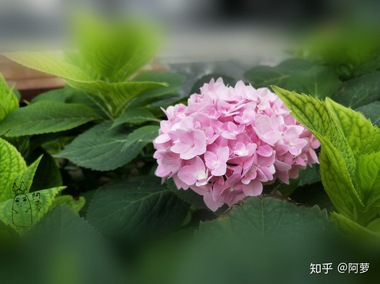 立冬十月温桃花小桥流水摇酒家