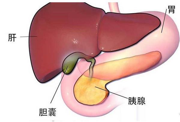 为什么胆囊炎更 钟情于 女性 这些食物也要尽量避免 知乎