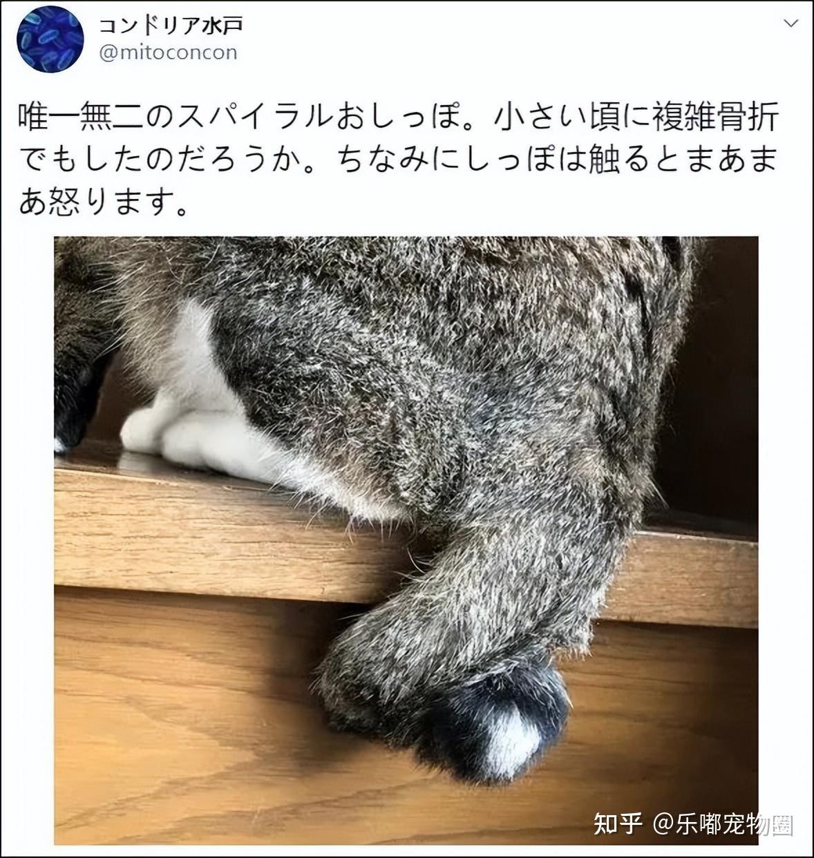 我家猫尾巴长得跟小猪一样是畸形吗?不!它可是万里挑一的麒麟猫!