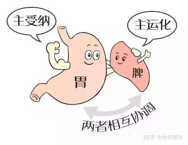 中医的三焦四分模型之下篇 - 知乎