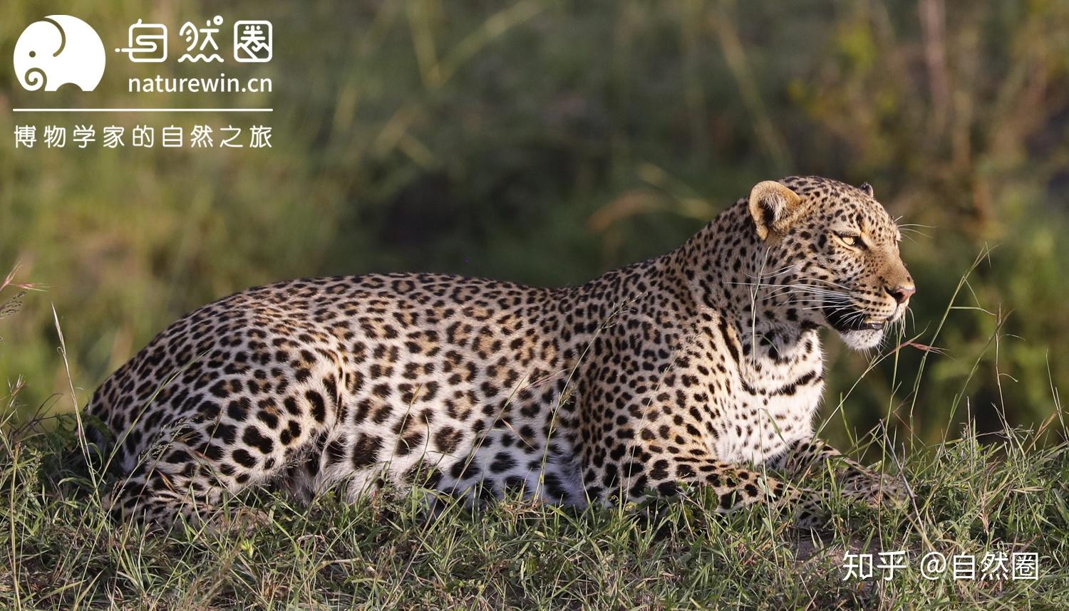 67我知道中国有金钱豹,非洲的豹和金钱豹是一回事吗?豹?