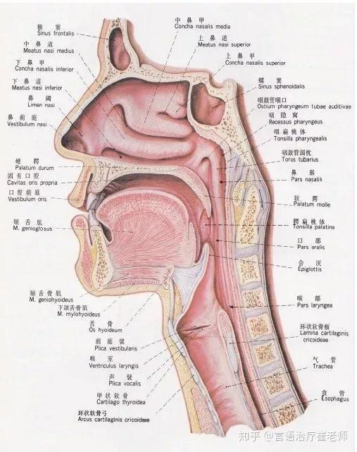 当声带振动产生的声音,通过喉腔,口腔以及鼻腔相对密封的空腔结构